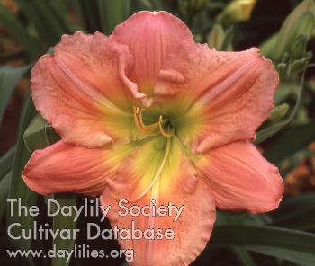 Daylily Special Love